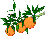 delicious Florida oranges