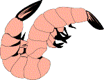 fresh shrimp 
