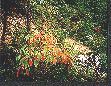 Fall brings color to the mountains