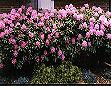 Spring is full of color in the Smokies